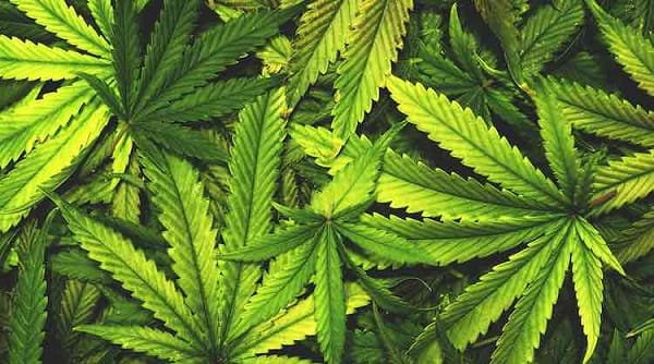 Cannabis 