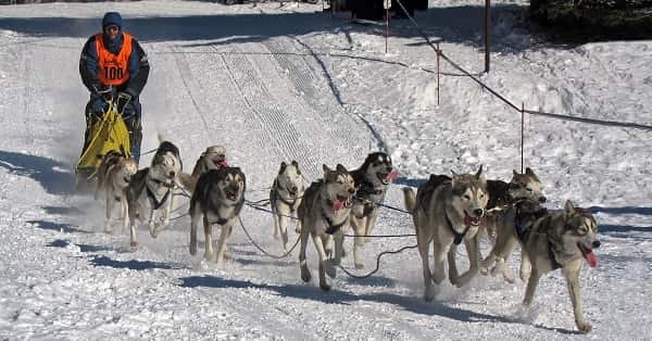 Dog Racing