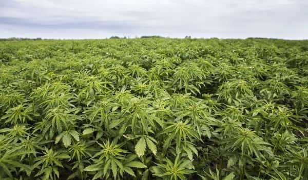 Hemp