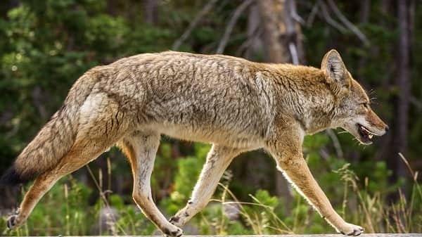 Kill Coyotes