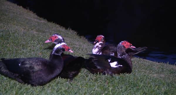 Kill Muscovy Ducks