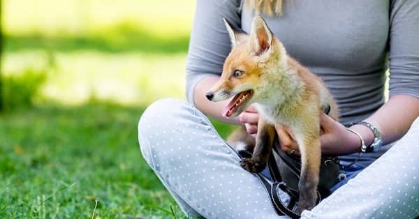 Own a Fox