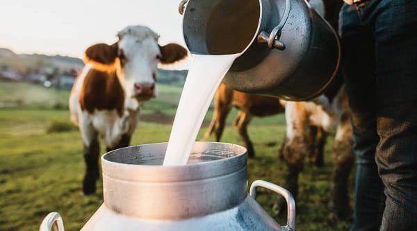 Raw Milk