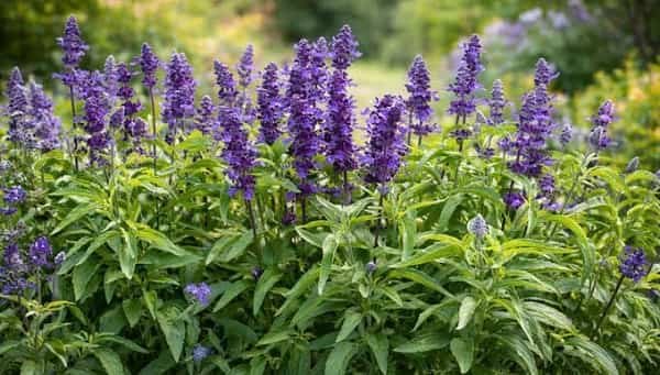 Salvia
