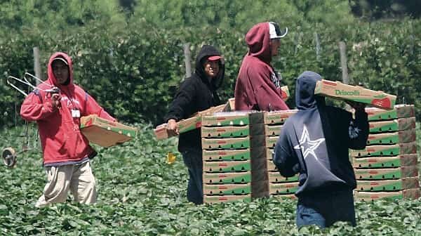 Driscoll’s Strawberries Lawsuit